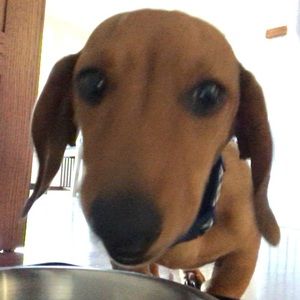 Meet your Posher, Knox